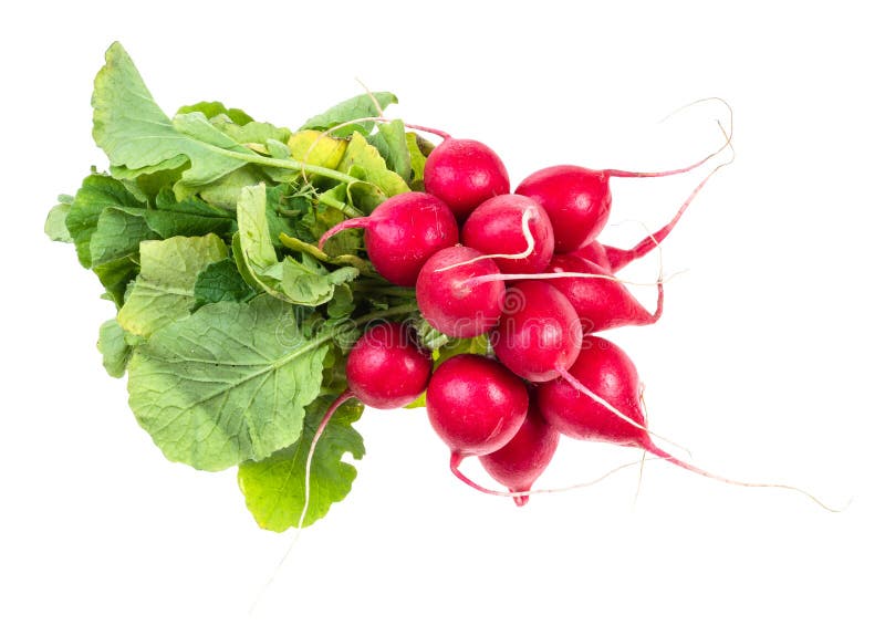 bundle of fresh red radish with greens cutout