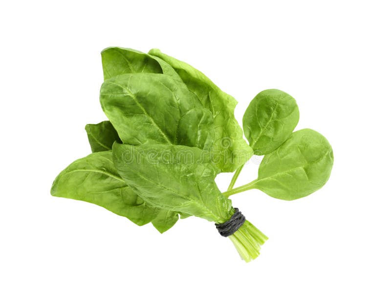 Bundle of Fresh Spinach Isolated Stock Photo Image of nutrition
