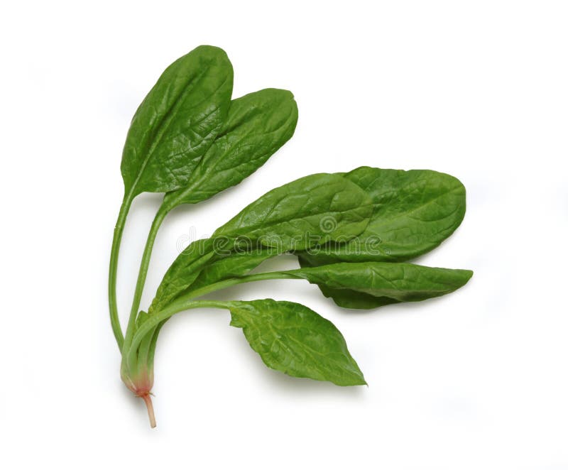 Bundle of fresh spinach on white background - Spinaci - Mazzetto di Spinaci Freschi