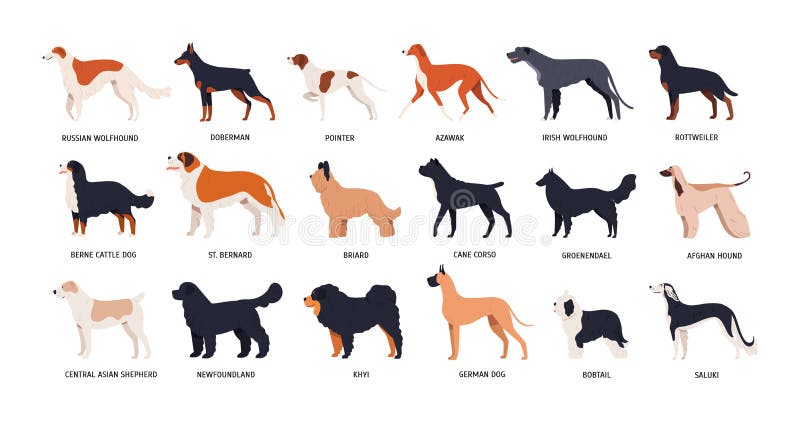 Bundle of Funny Cute Dogs of Different Breeds Isolated on White Background. Set of Purebred Pets or Domestic Animals of Stock Vector - Illustration of breed, vector: 136069877 Bundle of Funny Cute Dogs of Different Breeds Isolated on White Background. Set of Purebred Pets or Domestic Animals of Stock Vector - Illustration of breed, vector: 136069877