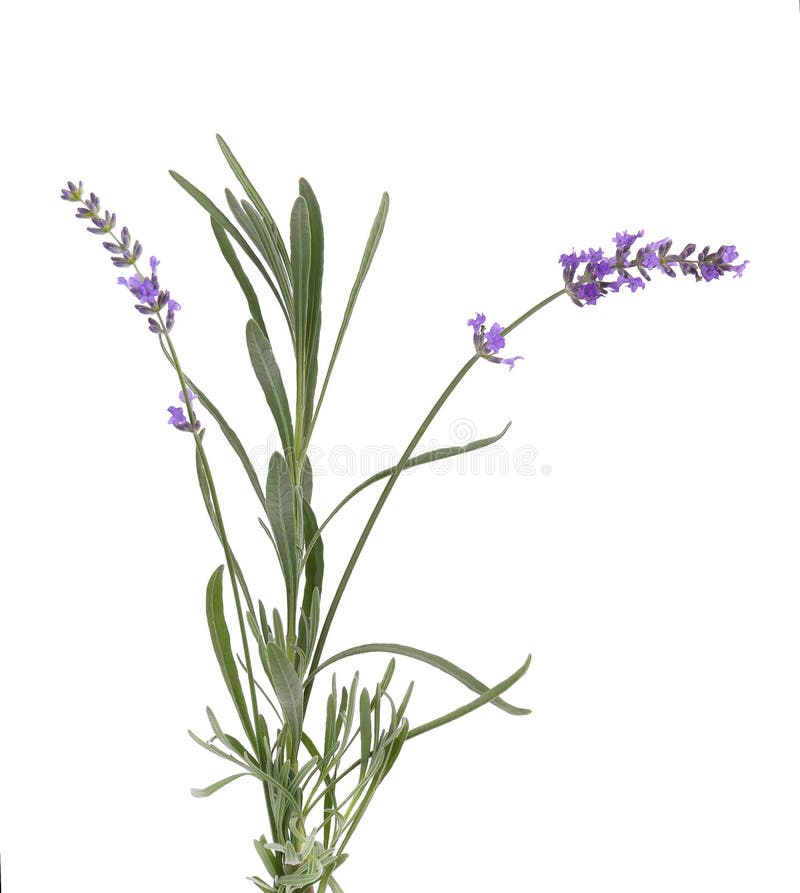 Lavender Plant Green Stems With Leaves Isolated Cutout Stock Photo -  Download Image Now - iStock