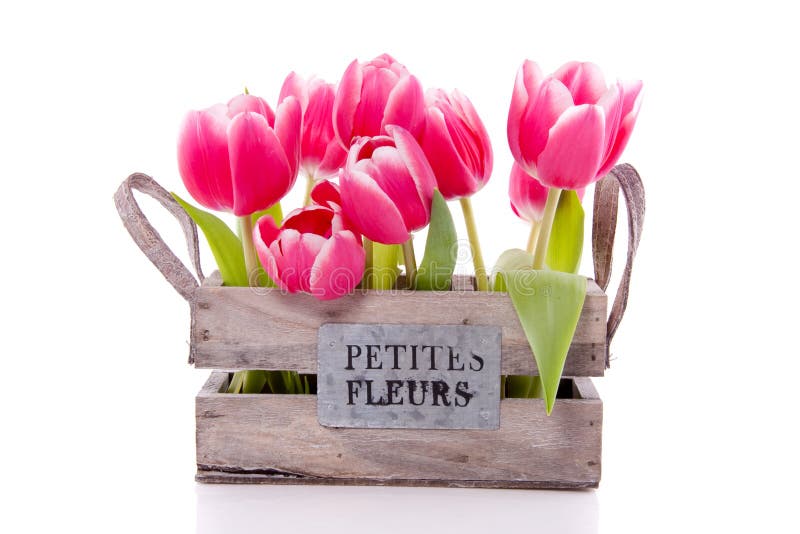 A bundle of pink tulips