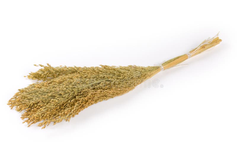 Bundle of the Ripe Proso Millet on a White Background Stock Photo Image of broomcorn, season
