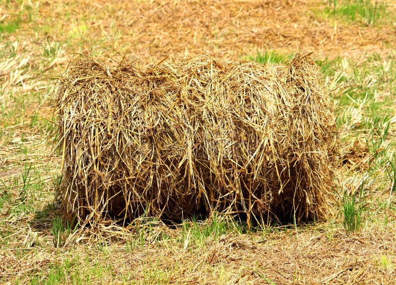 Bundle of straw stock image. Image of cereal, bunch - 148600439