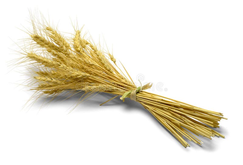 Beardless Wheat stock image. Image of agriculture, fertility - 14997683