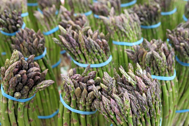 Asparagus stock photo. Image of stems, asparagus, floret 24673624