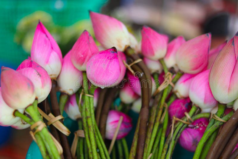 Bundles of lotus flowers for worshiping at a Buddhist temple royalty free stock photo Bundles of lotus flowers for worshiping at a Buddhist temple royalty free stock photo