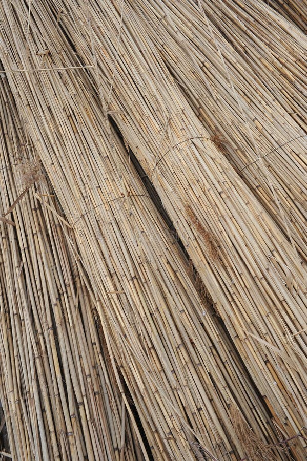Bundles of reed stock image. Image of construction, bamboo 38566093