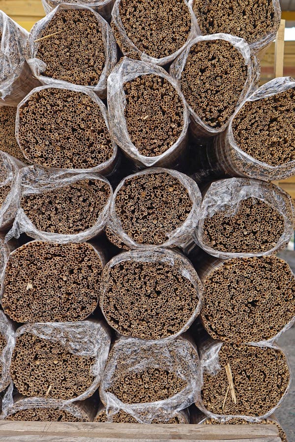 Bundles of reed stock photo. Image of packed, storage 203996062