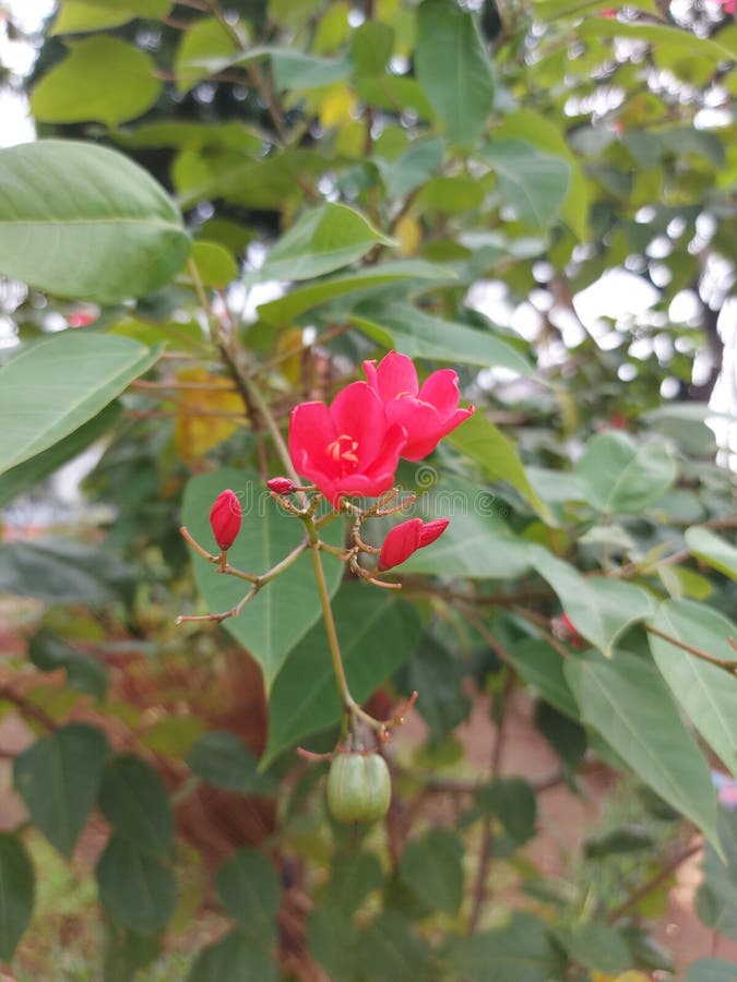 My Batavia Needle Flower English Bunga Batavia or Jatropha Integerrima or Peregrina or Spicy Jatropha