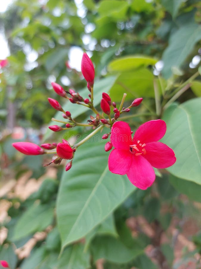 My Batavia Needle Flower English Bunga Batavia or Jatropha Integerrima or Peregrina or Spicy Jatropha