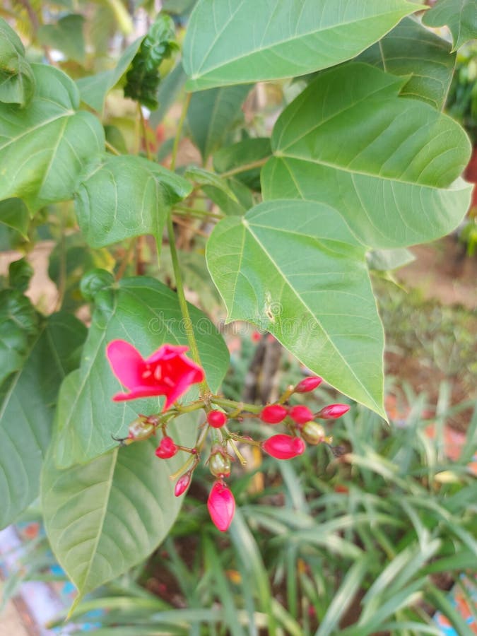 My Batavia Needle Flower English Bunga Batavia or Jatropha Integerrima or Peregrina or Spicy Jatropha