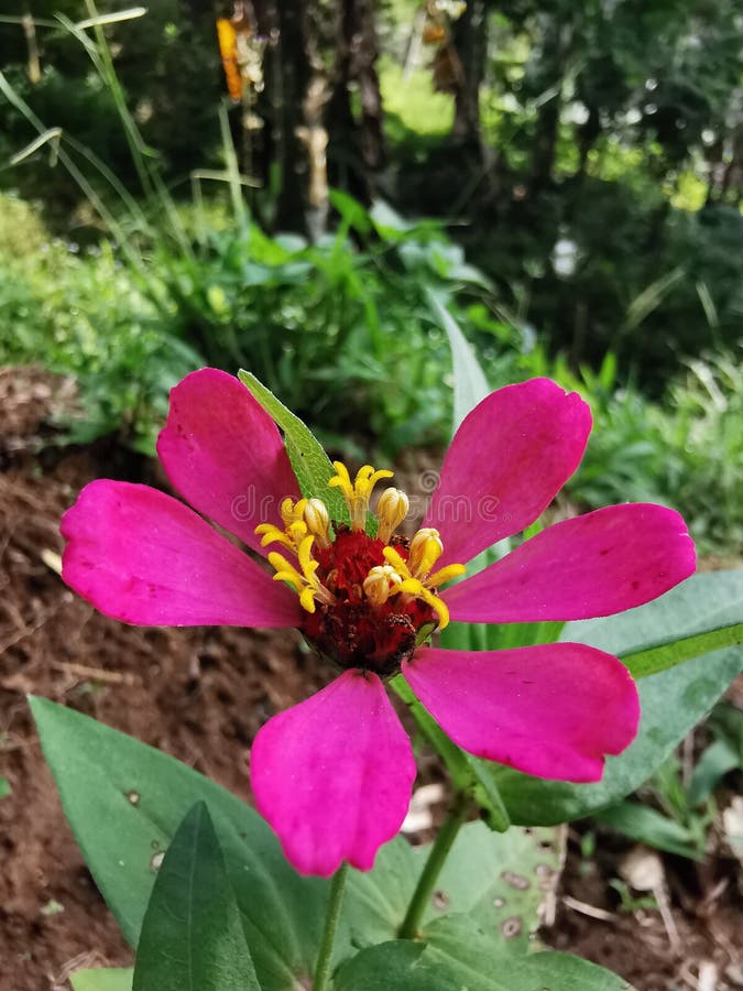 Bunga Flower Green Petal Magenta Stock Photo Image of green, petal 178840458