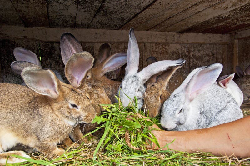 Bunnies eating stock image. Image of fluffy, domestic 26756483