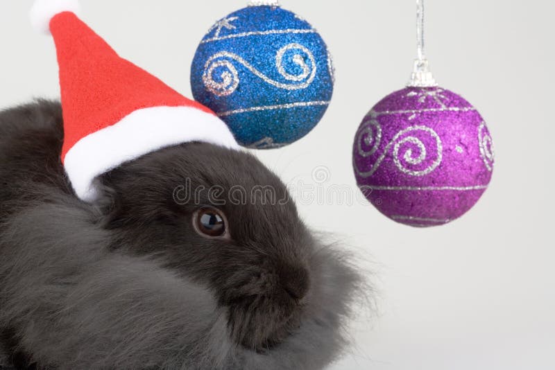 Bunny and christmas decorations