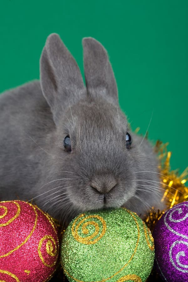 Bunny and christmas decorations