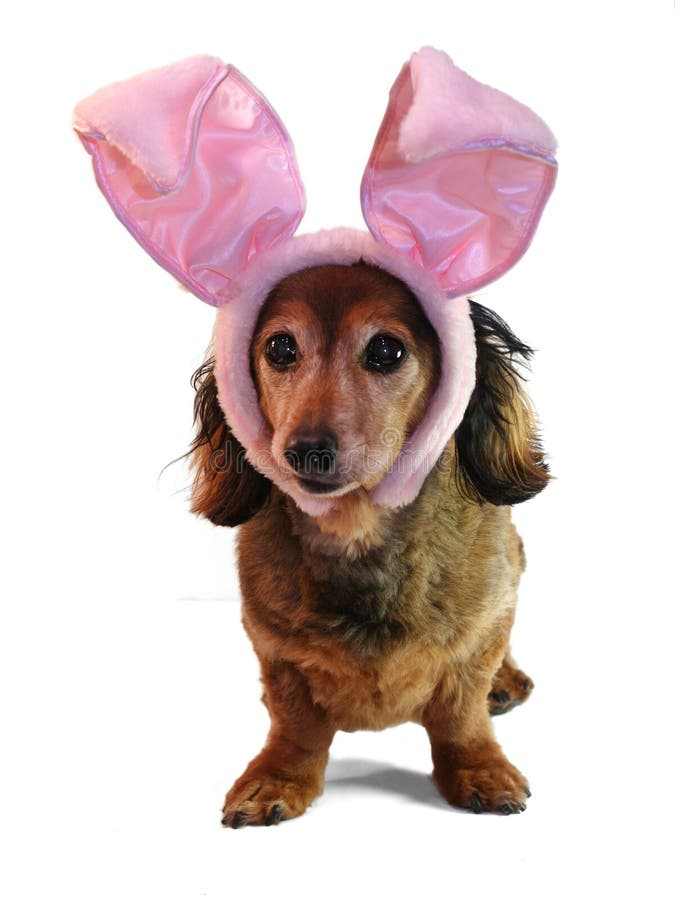 bunny dachshund Πάσχα στοκ φωτογραφία bunny dachshund Πάσχα στοκ φωτογραφία