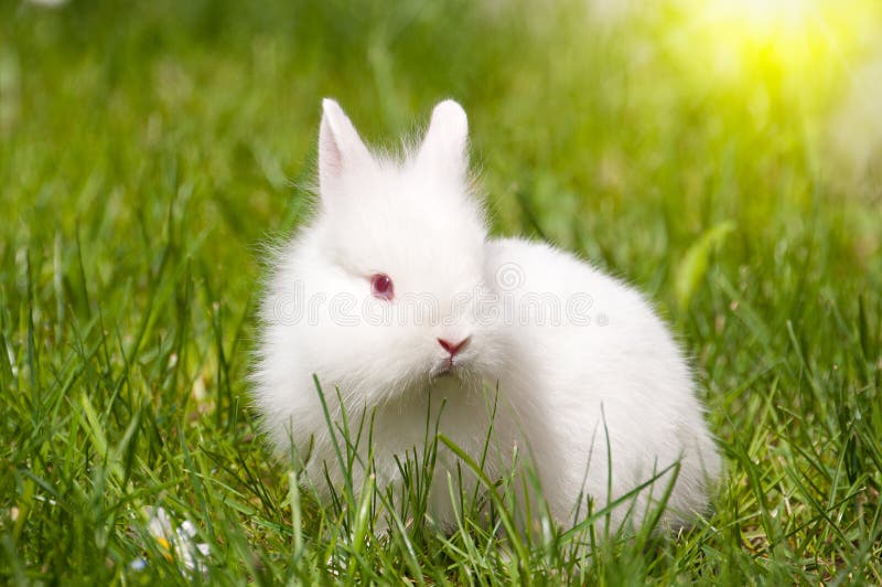 Bunny with daisies stock image. Image of hare, jackrabbit 24545101