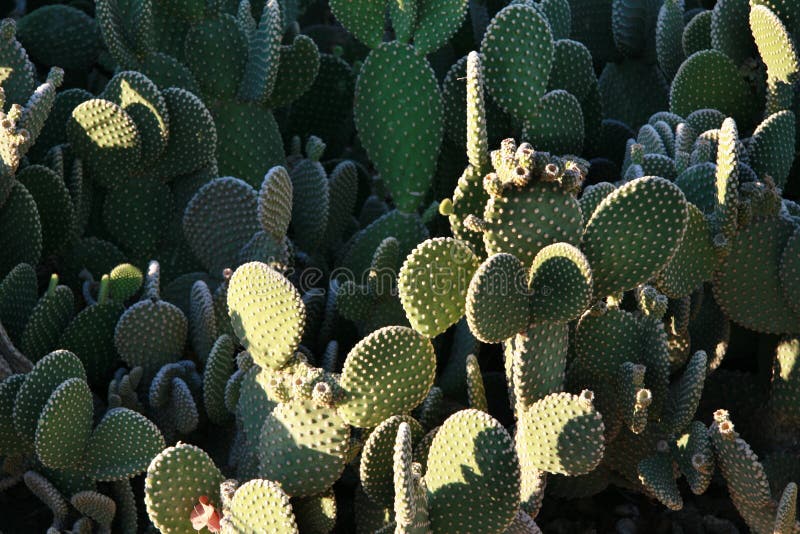 Bunny Ear Cactus. In sun and shade stock photography