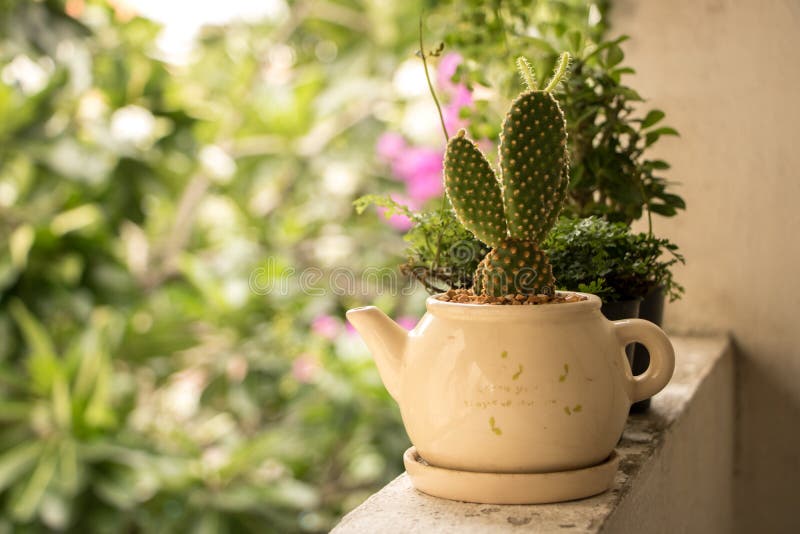 Bunny Ears Cactus in Vintage Teapot Pot on Old Balcony with Plants - Green Leaf Background