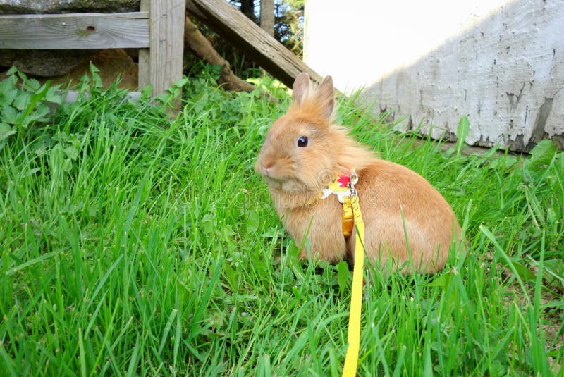 dwarf rabbit leash