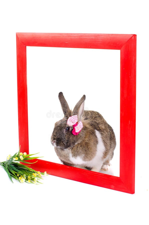 Bunny Inside Red Wooden Frame Stock Photo Image of farm, nature 37790564