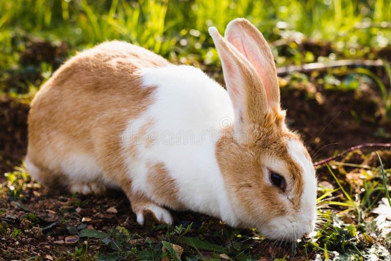 Bunny Rabbit Eating Grass on a Field Stock Image Image of laying