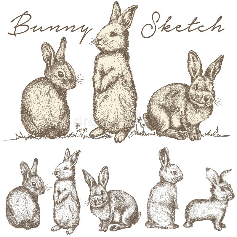 Bunny Rabbit Sketch illustrationvektor vektor illustrationer Bunny Rabbit Sketch illustrationvektor vektor illustrationer
