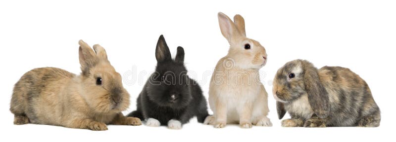 Conejito conejos antes blanco, estudio.