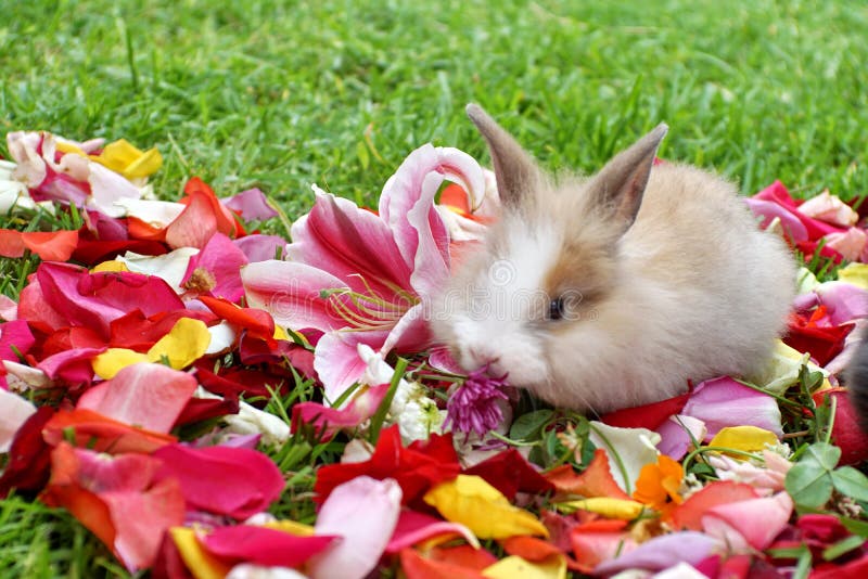 Bunny on rose petals stock image. Image of spring, bunnies 152051239
