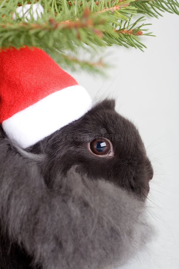 Bunny in santa hat under the christmas tree