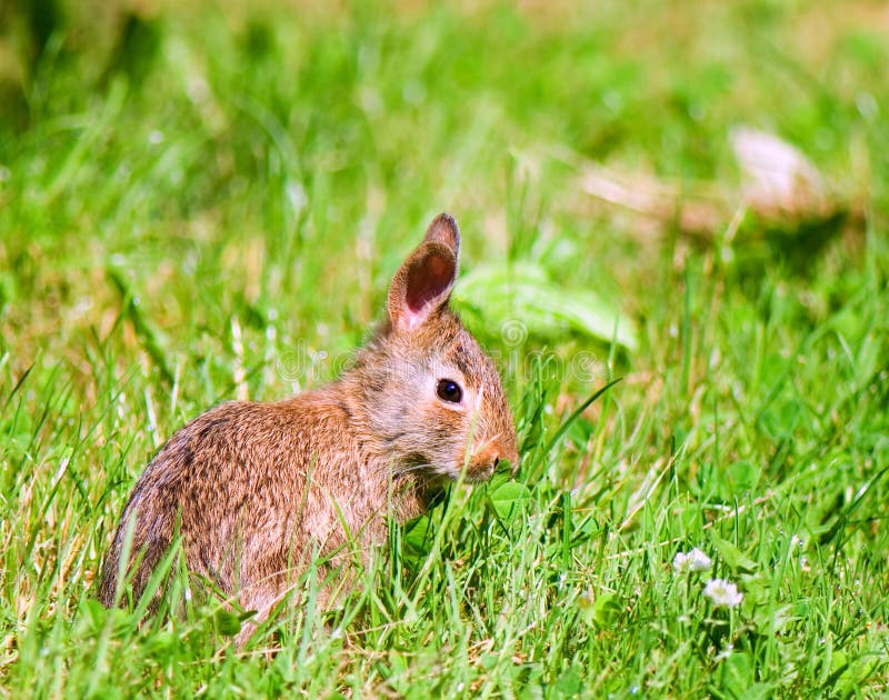 Rabbit Clover Free Stock Photos & Pictures, Rabbit Clover RoyaltyFree