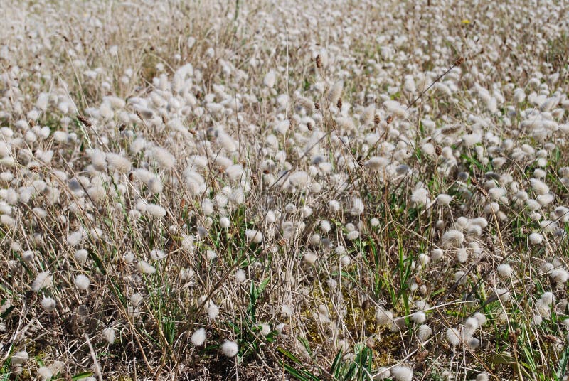 Bunny Tails (Lagurus Ovatus) Field. Stock Image Image of bunnies