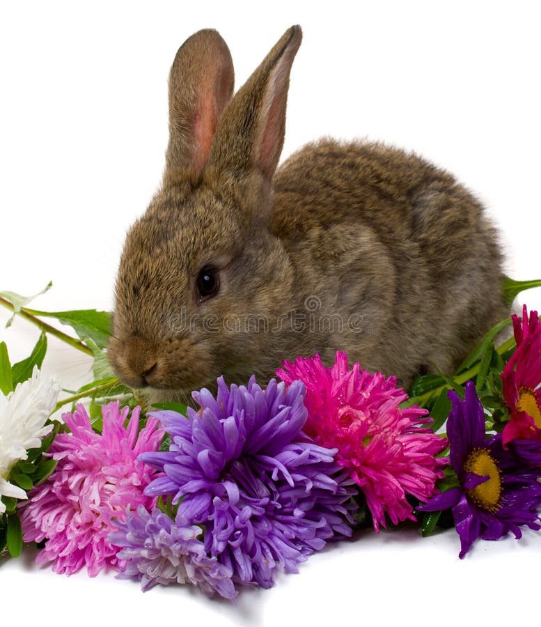 Bunny take aster flowers