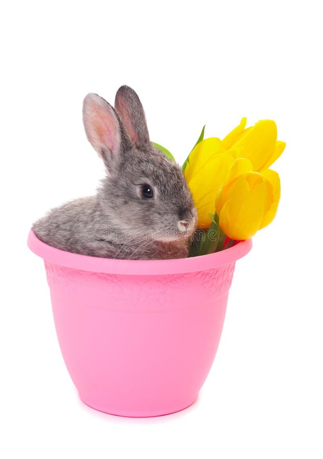 Bunny with Tulip Isolated on White Stock Photo Image of give