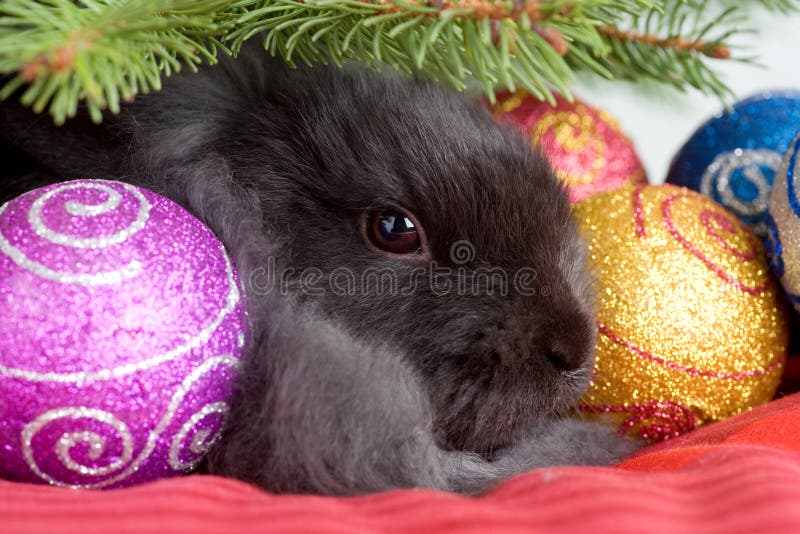 Bunny under the christmas tree