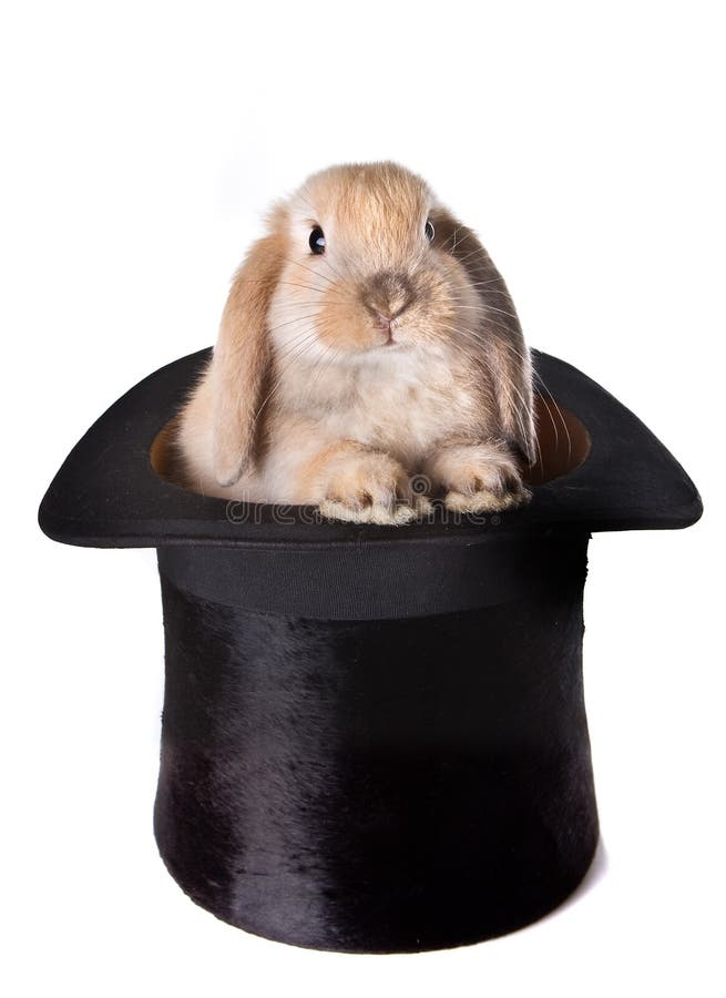 bunny έκπληξη στοκ φωτογραφίες με δικαίωμα ελεύθερης χρήσης bunny έκπληξη στοκ φωτογραφίες με δικαίωμα ελεύθερης χρήσης