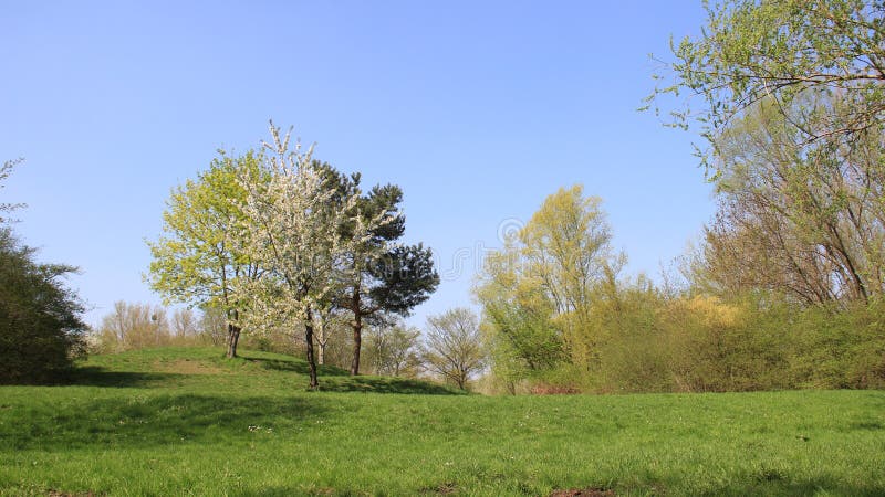 Bunt vom Frühjahr Cherry Bloossom lizenzfreies stockfoto Bunt vom Frühjahr Cherry Bloossom lizenzfreies stockfoto