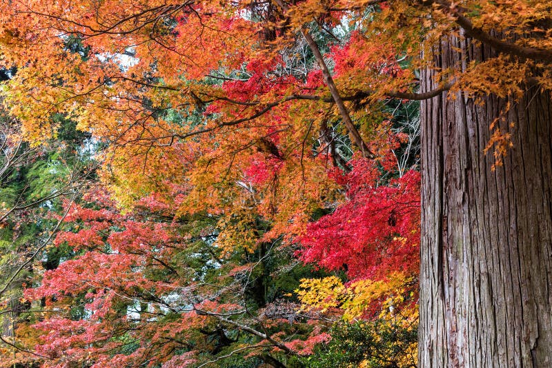 Bunt von den Ahornblättern und vom riesigen Baum im Herbst stockfotos Bunt von den Ahornblättern und vom riesigen Baum im Herbst stockfotos