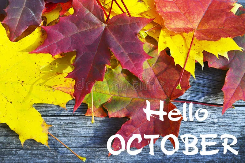 Bunte Ahornblätter auf altem Holztisch hallo Oktober Getrennt auf Weiß Herbstblätter und nahtloses Muster des Baums stockfotografie Bunte Ahornblätter auf altem Holztisch hallo Oktober Getrennt auf Weiß Herbstblätter und nahtloses Muster des Baums stockfotografie