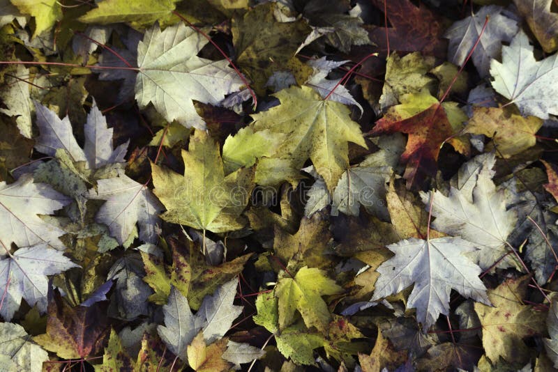 Bunte Ahornblätter auf dem Waldboden stockbilder Bunte Ahornblätter auf dem Waldboden stockbilder