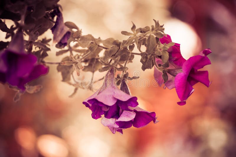 Bunte Blumen stockfotos Bunte Blumen stockfotos
