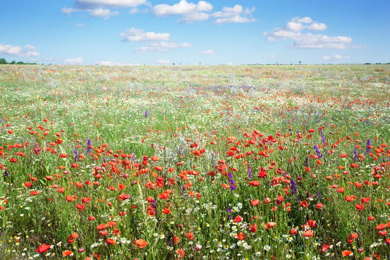 Bunte Blumen in der Wiese stockbild. Bild von malerisch - 15549461