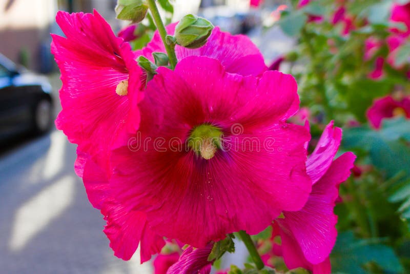 Bunte Blumen, die in der Sommersonne blühen stockfotos Bunte Blumen, die in der Sommersonne blühen stockfotos