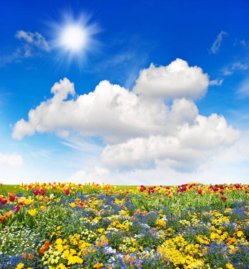 Bunte Blumenwiese und grüne Rasenfläche über blauem Himmel stockbilder Bunte Blumenwiese und grüne Rasenfläche über blauem Himmel stockbilder