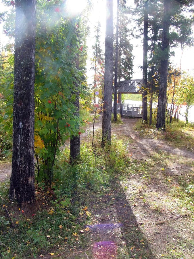 Russian forests. Autumn scenery. Cedar forest. Russian forests. Autumn scenery. Cedar forest.