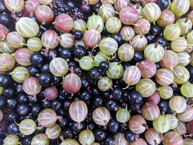 Bunte Ernte von frisch gepflückt gemischt Sommer Beeren stockbild