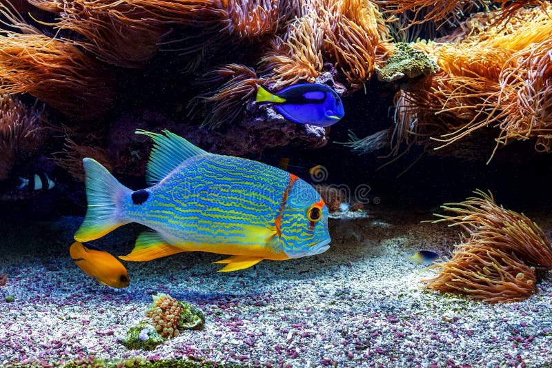 Bunte exotische Fische im Aquarium