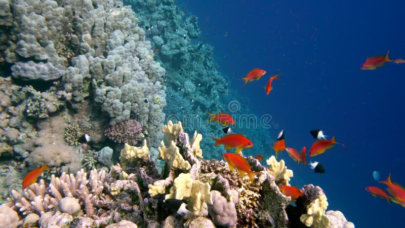 Bunte Fische auf vibrierendem Korallenriff und Taucher Rotes Meer Egypt