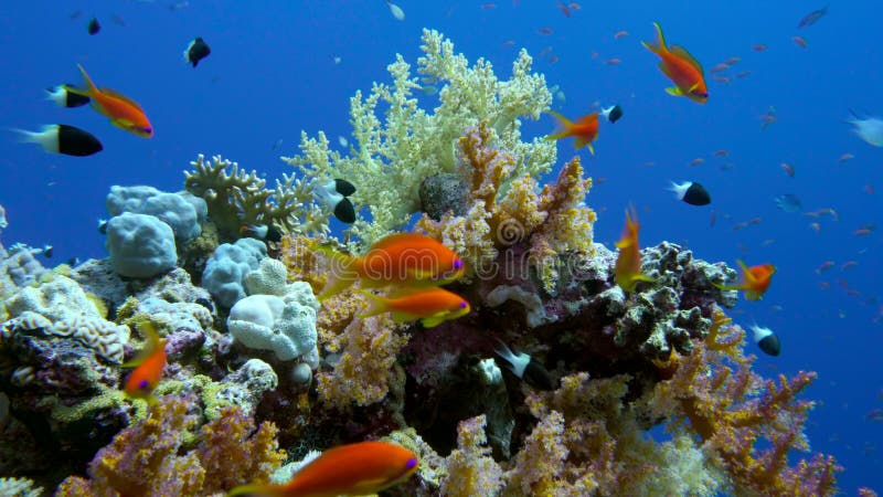 Bunte Fische auf vibrierender Coral Reef, Rotes Meer